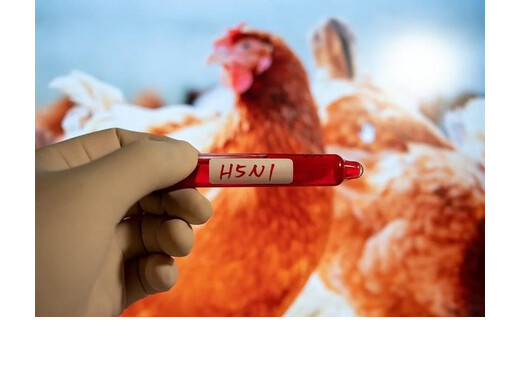 एवियन इन्फ्लूएंजा की पुष्टि, साइतामा के पोल्ट्री फार्म में हड़कंप